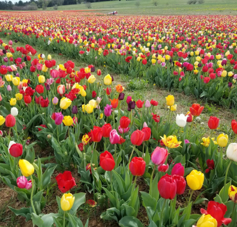 Field of Flowers