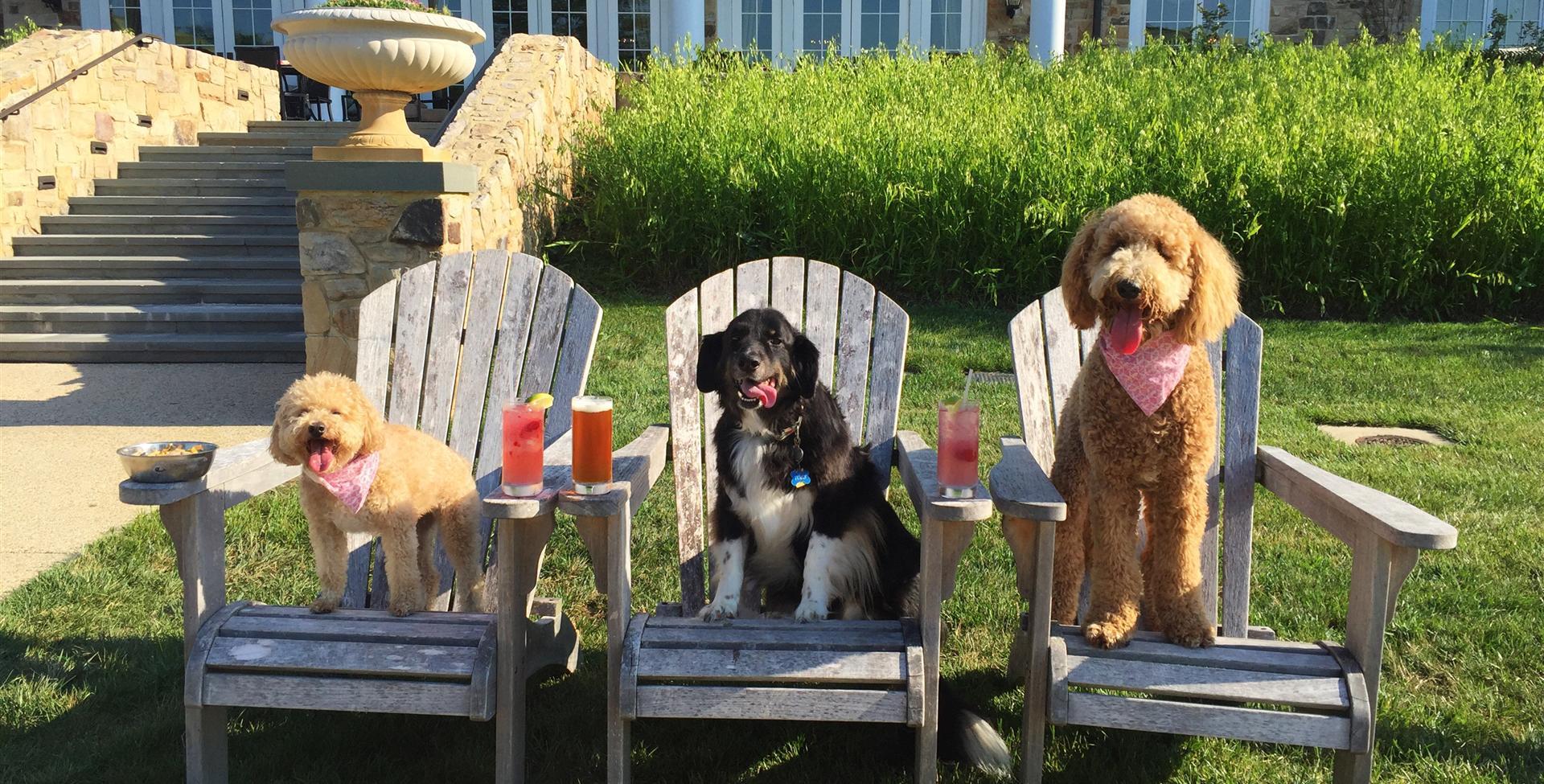 three cute doggies